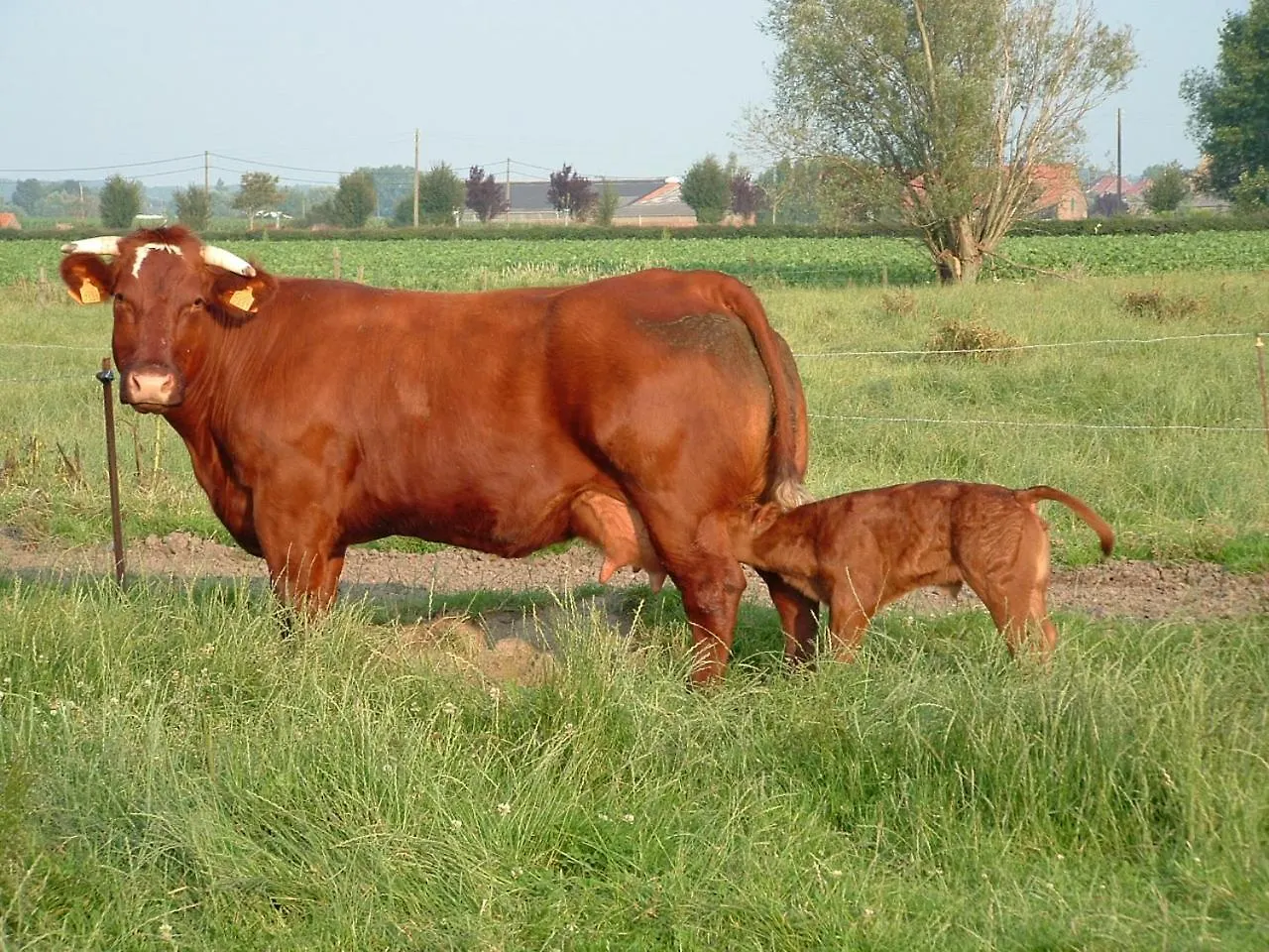 Hof Ten Hullenhove Ostende Séjour à la ferme